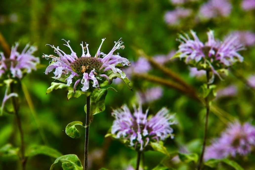 Shenandoah National Park