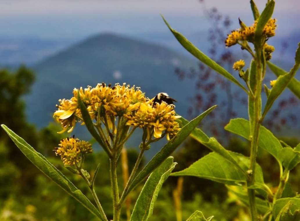 Shenandoah National Park