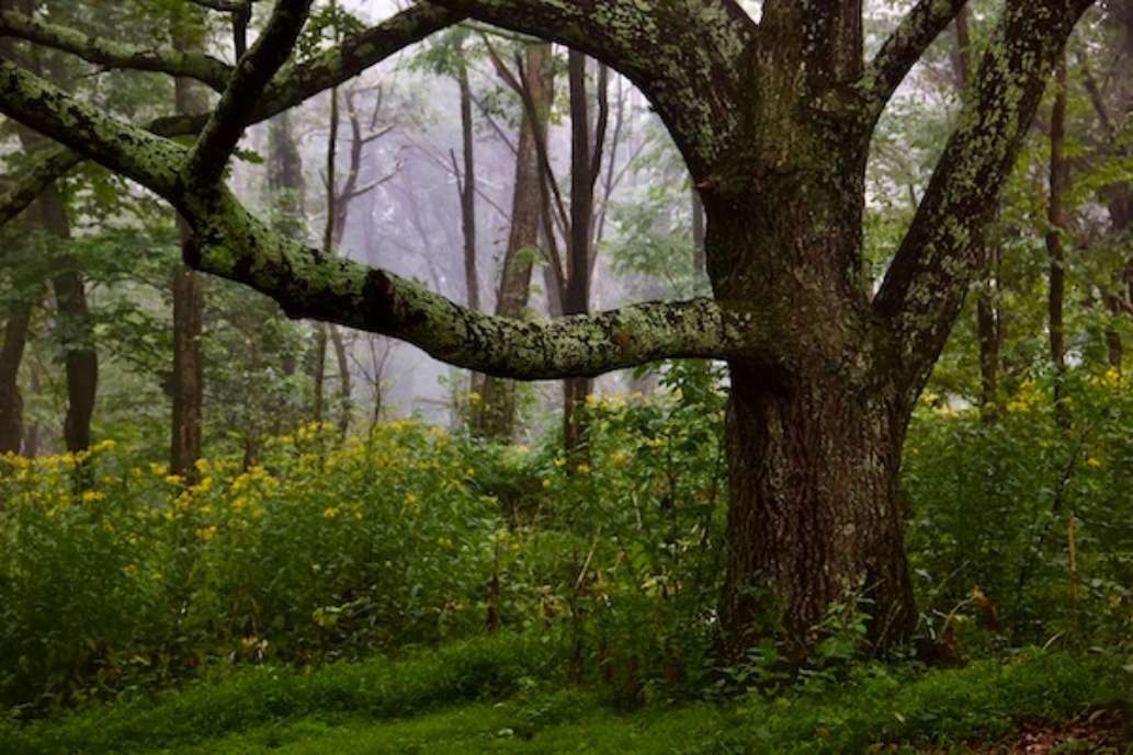 Shenandoah National Park