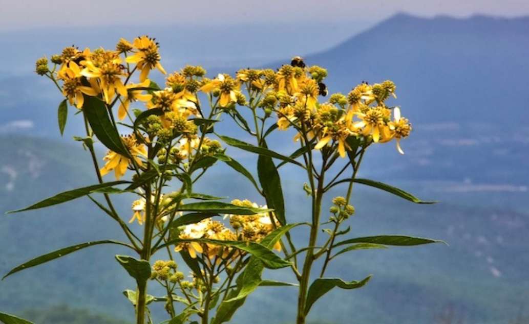 Blue Ridge Parkway