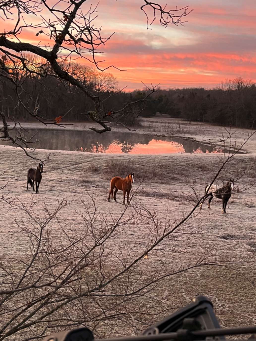 Great Buck and Boar hunt