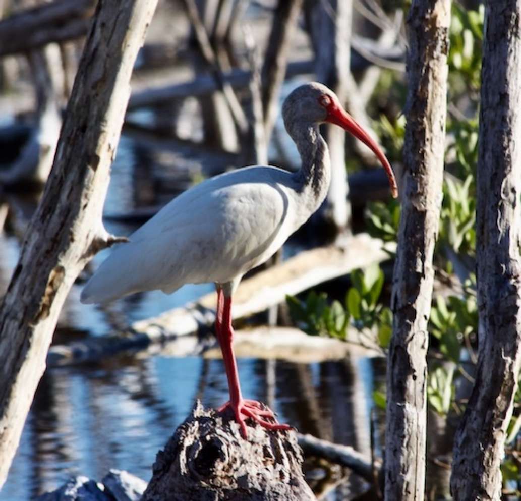 Flamingo Campground, Everglades National Park