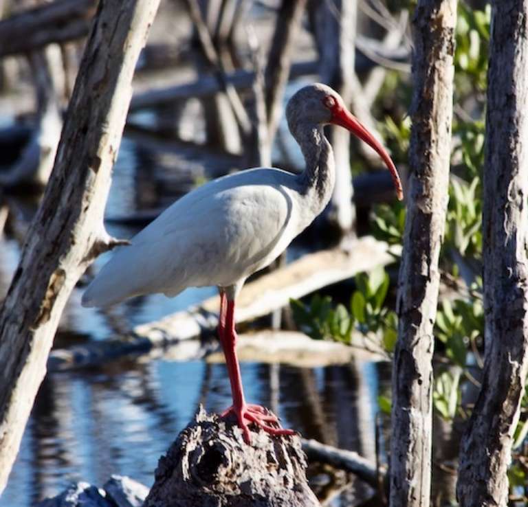 Flamingo Campground, Everglades National Park