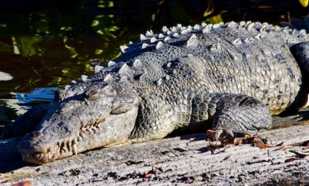 Flamingo Campground, Everglades National Park