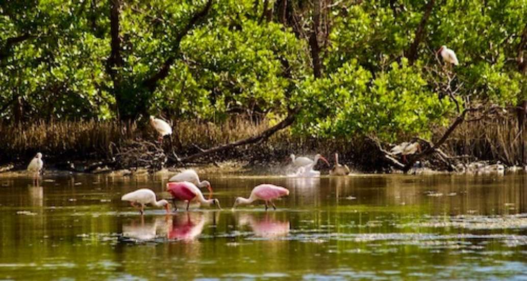 Flamingo Campground, Everglades National Park