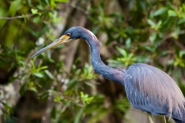 Long Pine Campground, Everglades National Park