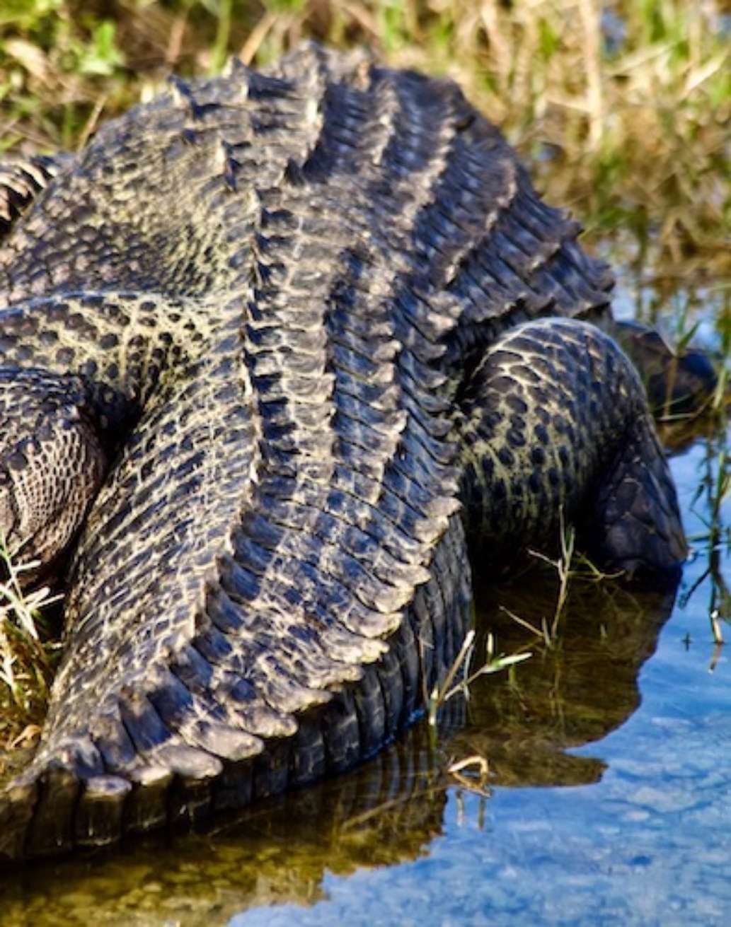 Monument Lake Campground, Big Cypress National Preserve