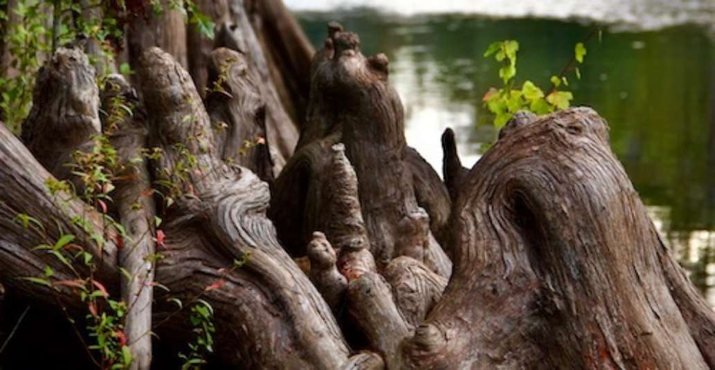 Lumber River State Park