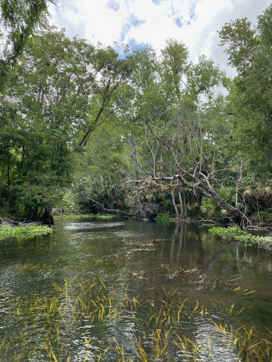 Canoes and Kayak Experience Wekiva