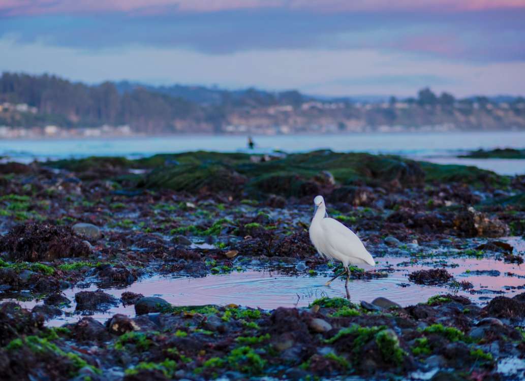 A Walk on the Bottom of the Ocean