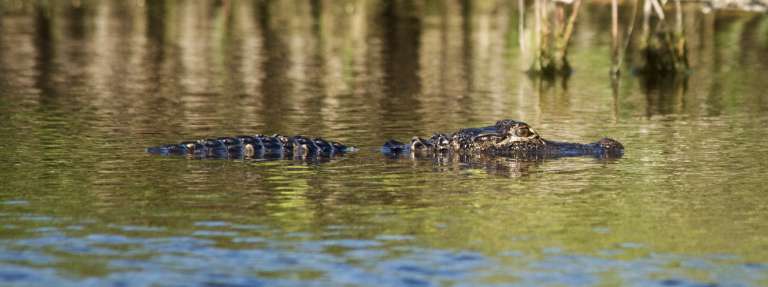 Merritt Island National Wildlife Refuge