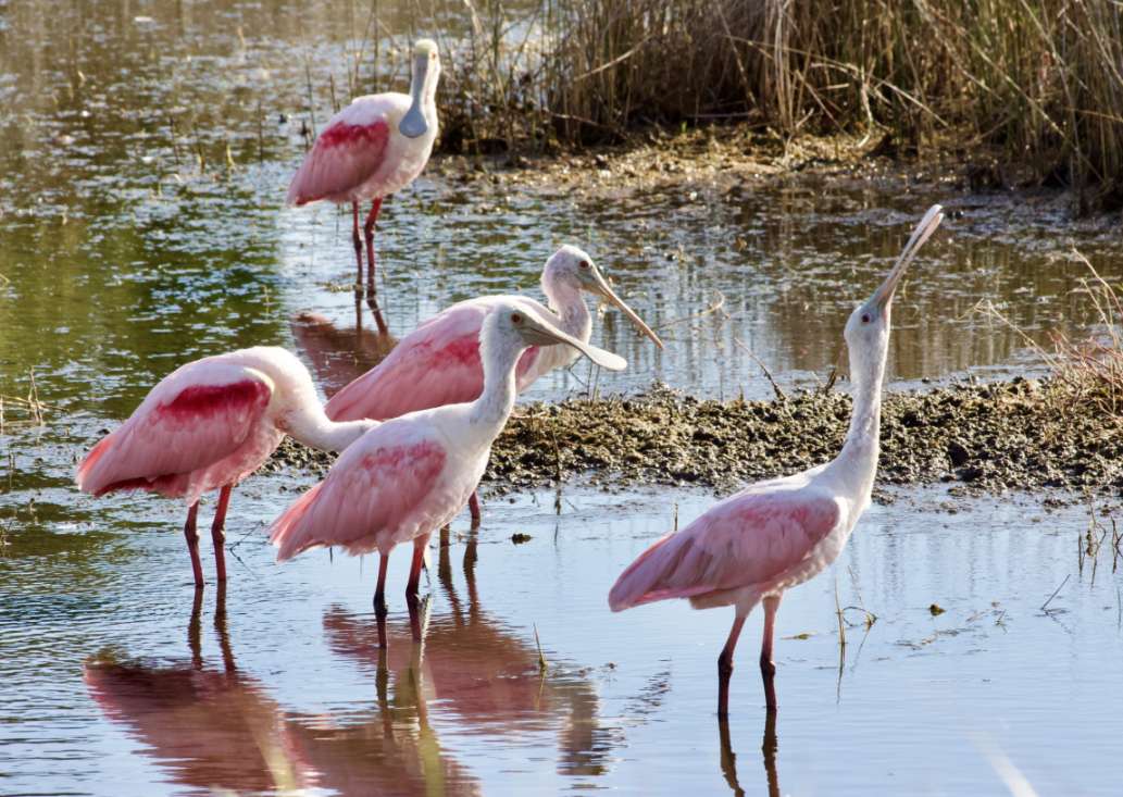 Merritt Island National Wildlife Refuge review